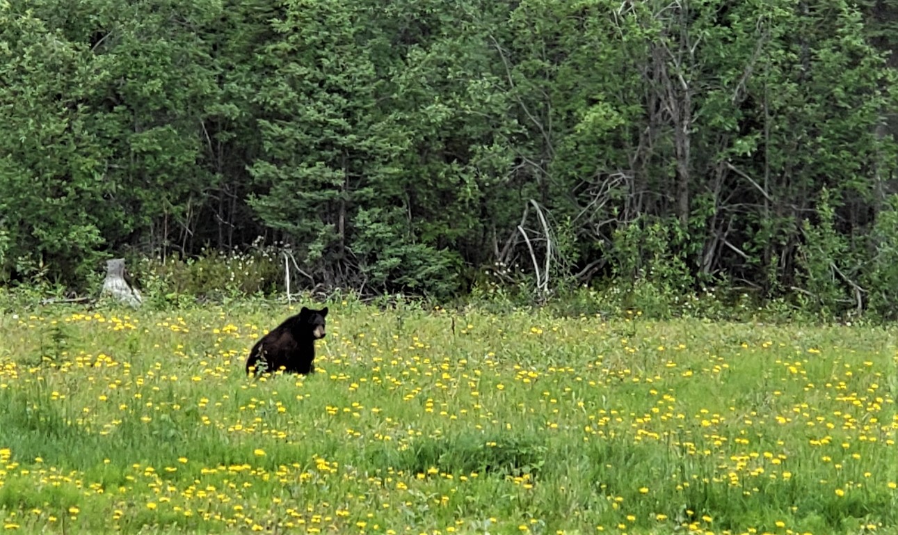  Black bear at Meadow Cabin 