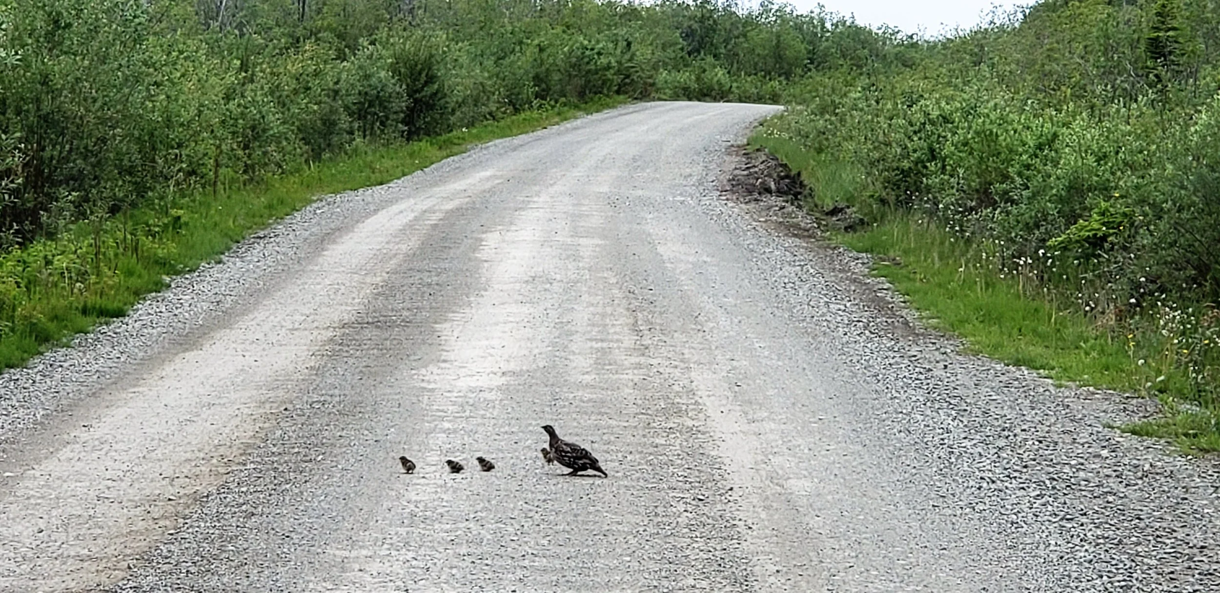Spruce hens crossing the McCarthy Road