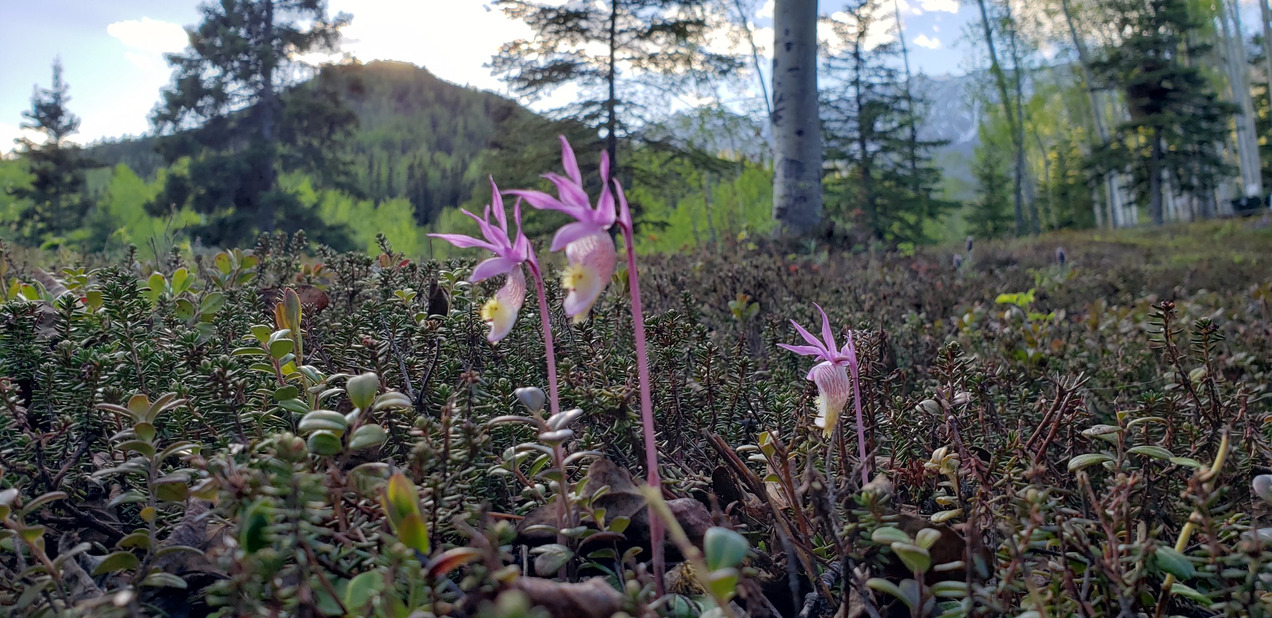  Calypso Orchids at Swift Creek Cabin 