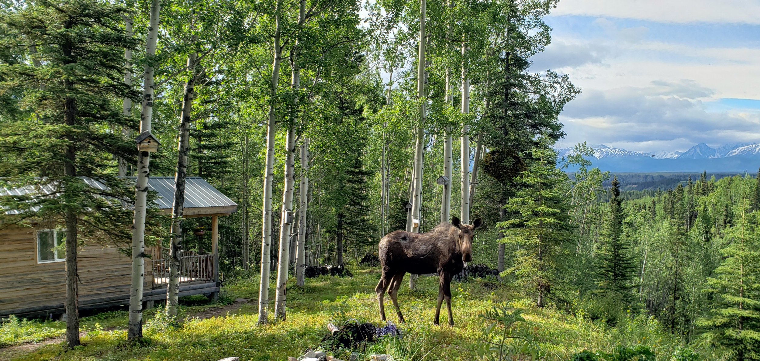  A young moose visits Swift Creek Cabin 