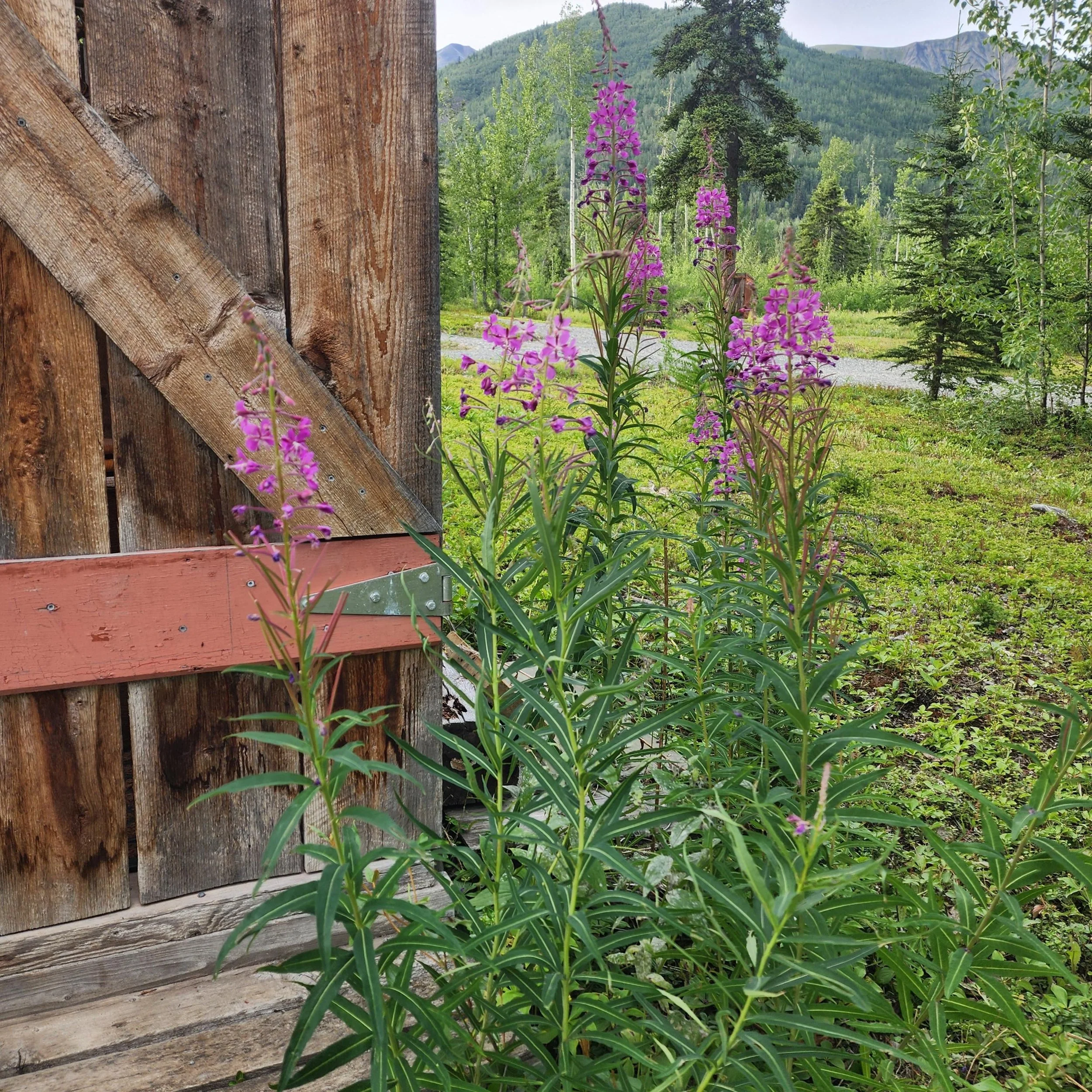 Fireweed decorates the charming outhouse.