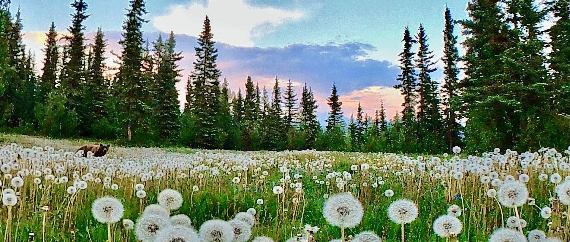A bear hiding in the dandelion puffs at Bluff Cabin.