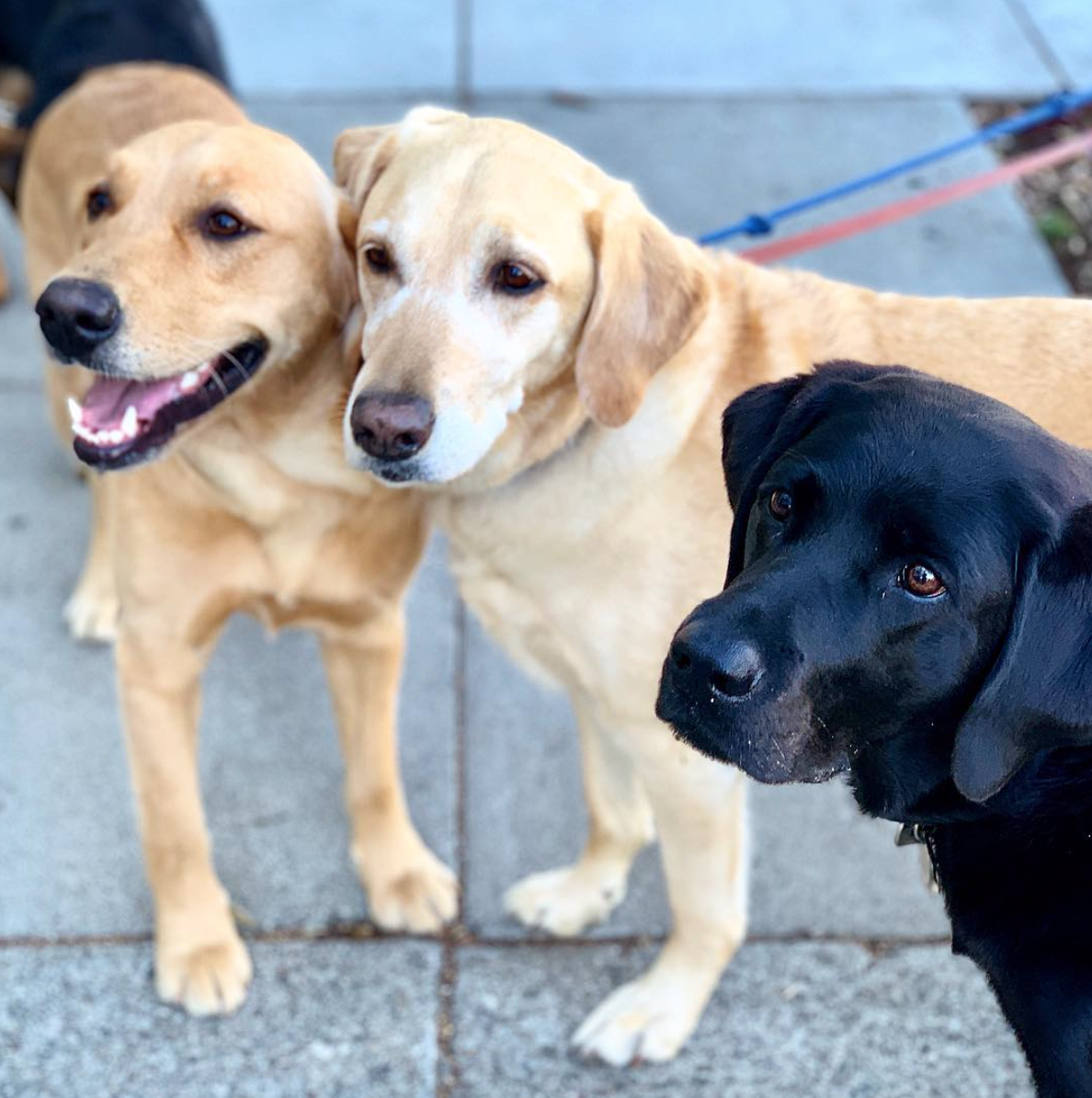 Screen Shot 2019-05-28 at 7.29.58 PM.png