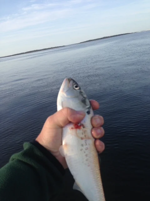 Bait fish Menhaden.JPG