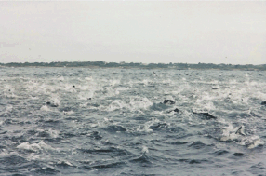 Albie Blitz Bay anchovies Narragansett Bay