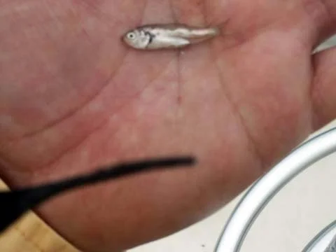 71805microbait.jpg