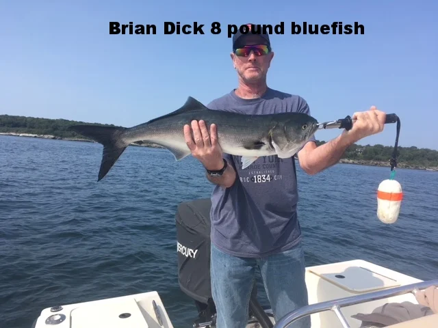 8 pound Bluefish