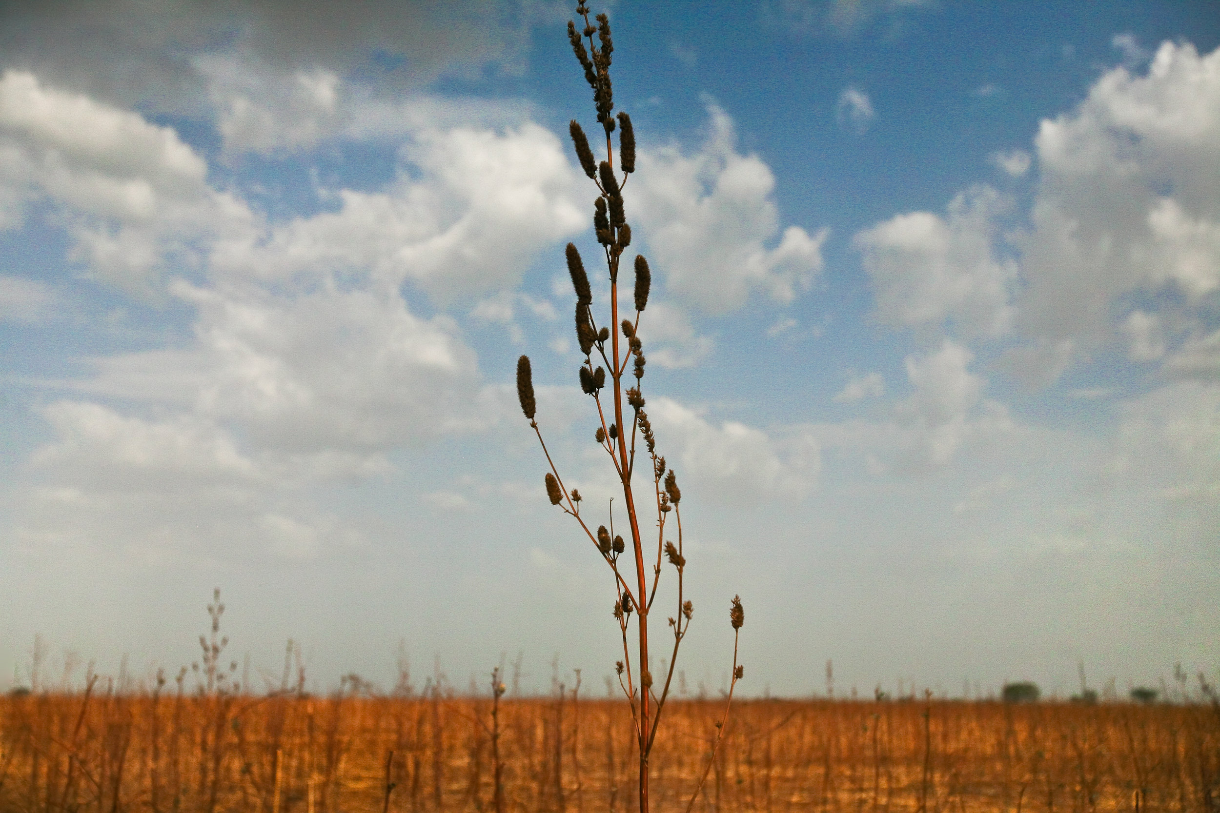  Weeds grow in the farmland outside of Tampion, Ghana, March 27, 2009. The north's long dry season keeps villagers from farming for much of the year, resulting in a shortage of employment and trade in the region. 