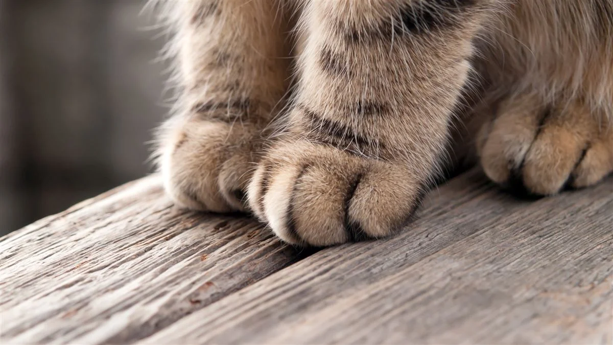 cat-paws-feet-kitten.jpeg