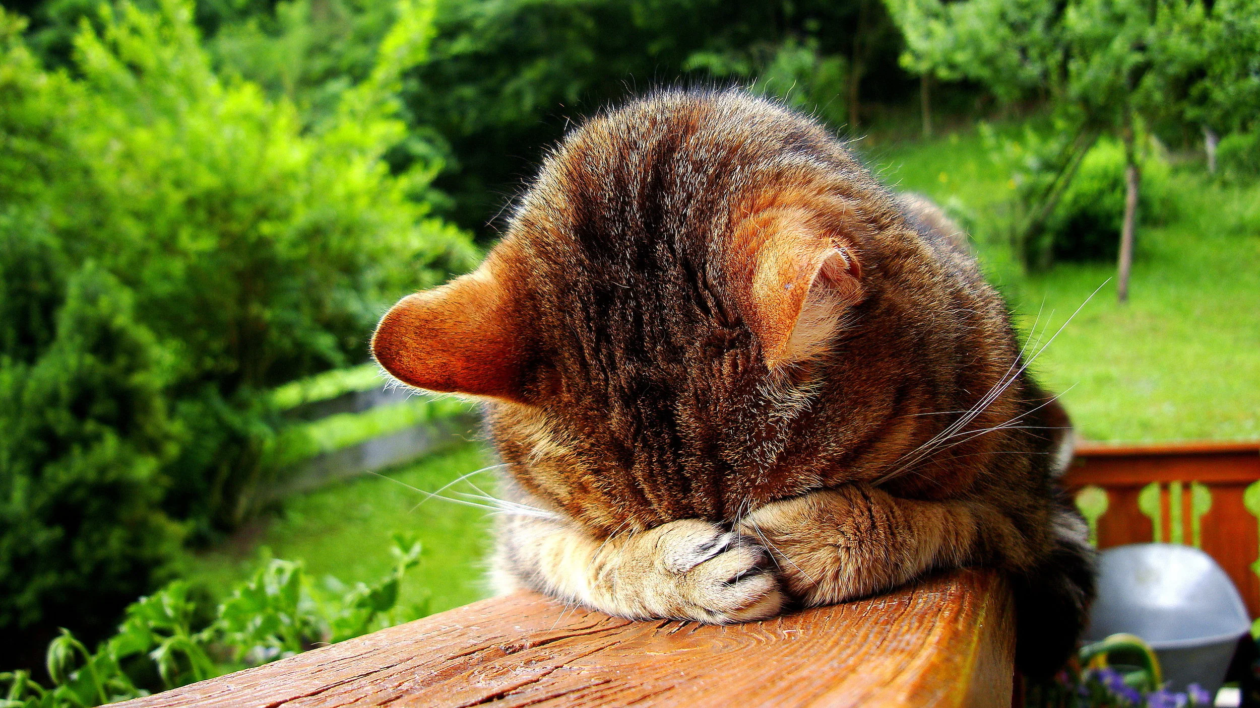 CALL ME BASHFUL!