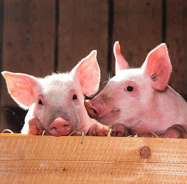 pigs-1507208_640.jpg
