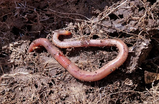 A WORM FARM
