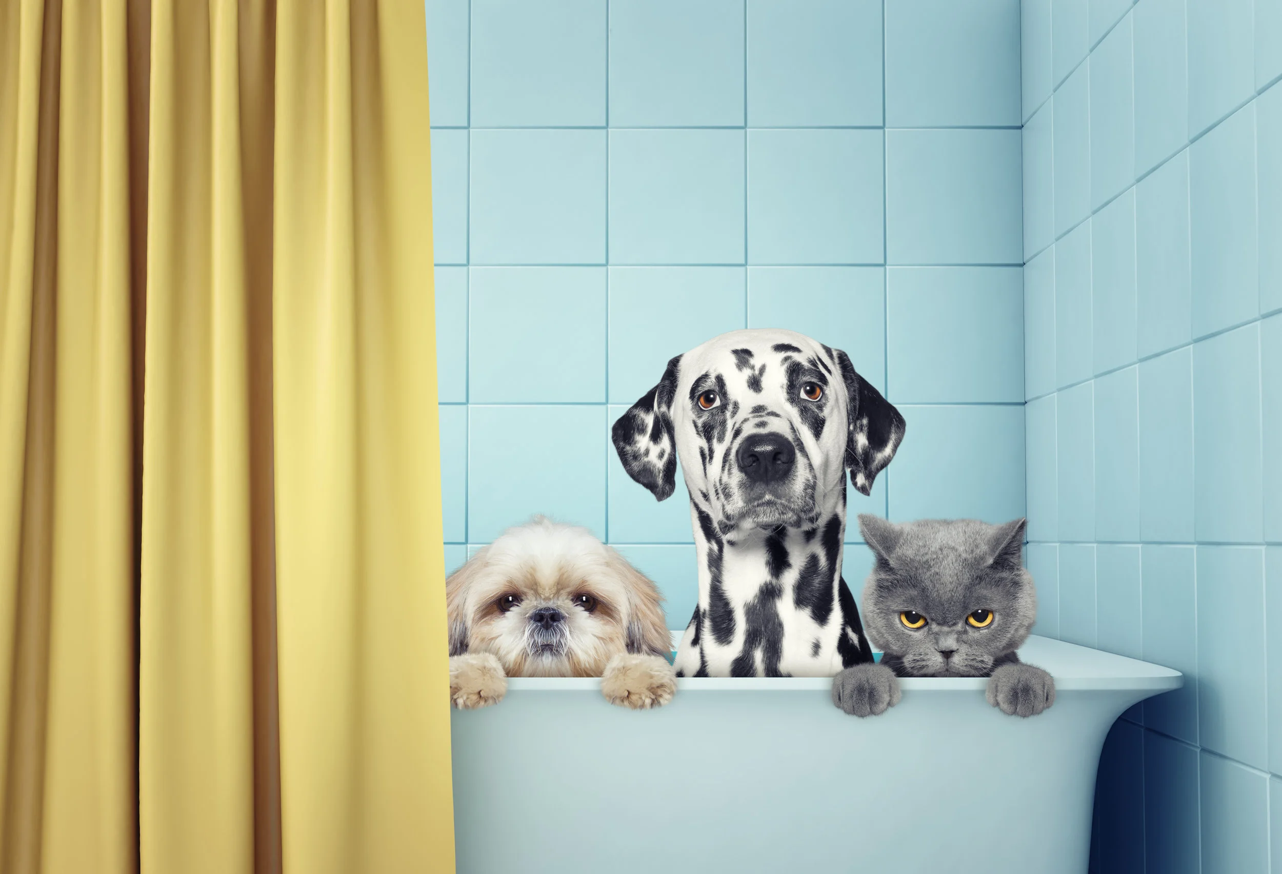 WE KINDA DON'T FEEL LIKE TAKING A BATH.