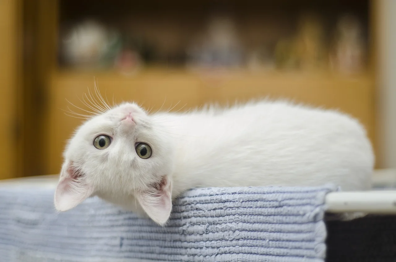cat on his back.jpg