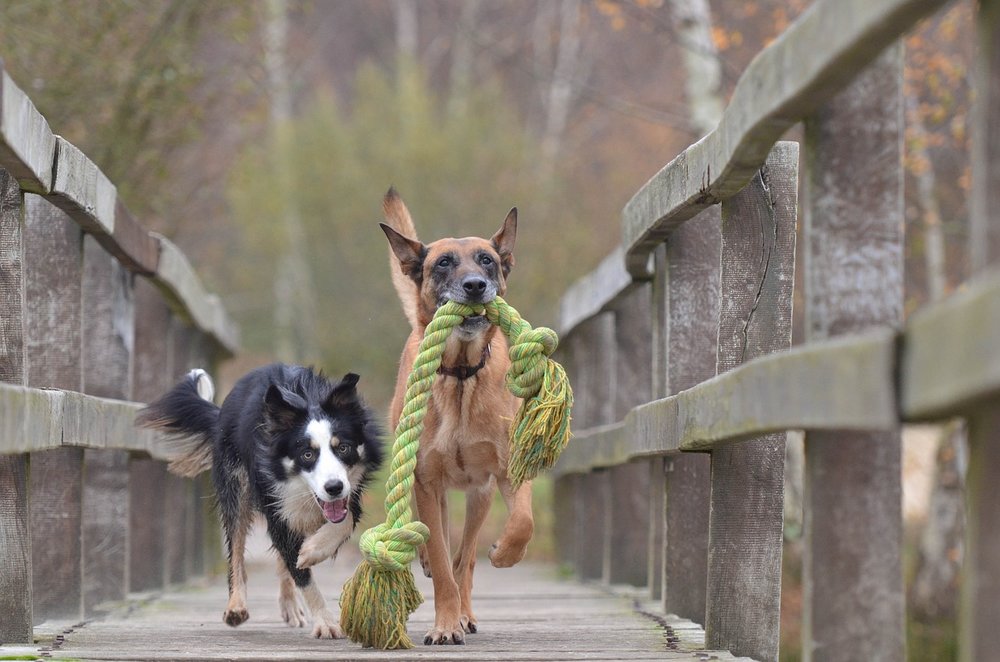 If you are a dog lover... do you know what you are called? — SIMPLY PETS (OFFICIAL SITE) - HAPPY lives here! If you are a dog lover... do you know what you are called? — SIMPLY PETS (OFFICIAL SITE) - HAPPY lives here!