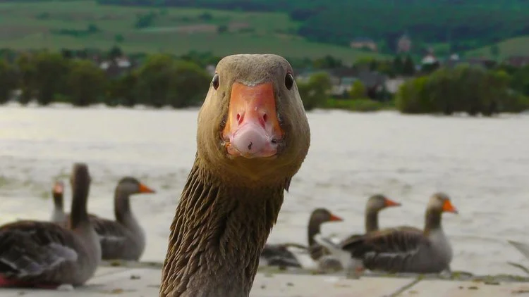 A GOOSE AS A WATCH DOG? Mmmm What do you think?