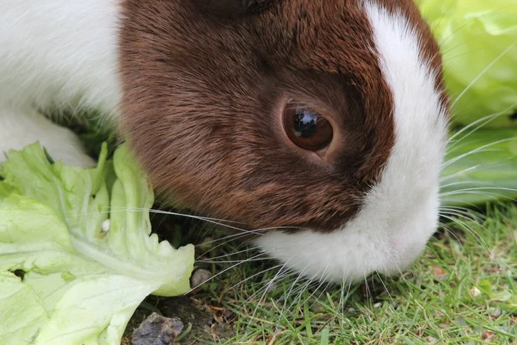 rabbits.jpg
