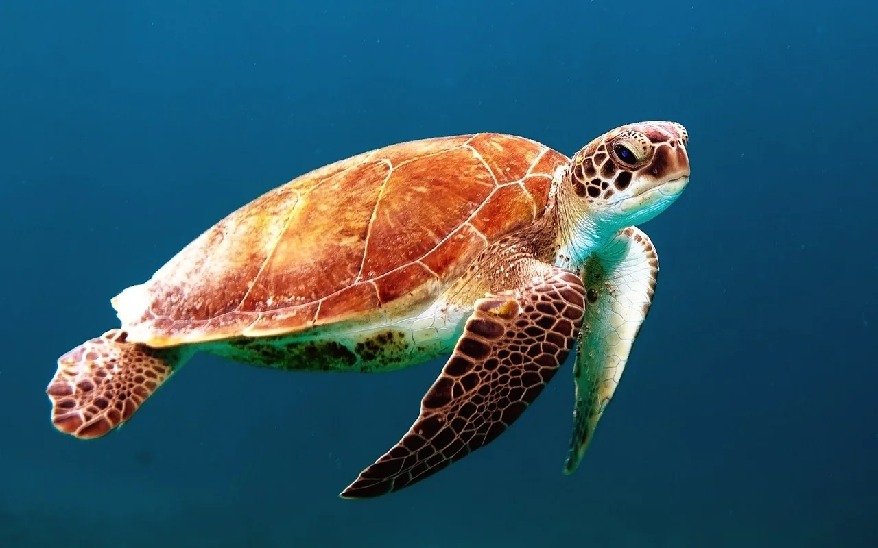 CLIMATE WARMING INFLUENCE THE SEX OF THE SEA TURTLES