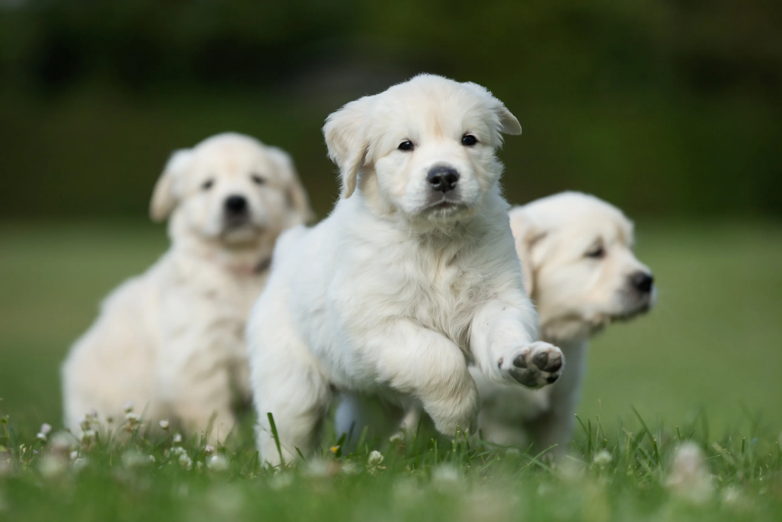 If you are a dog lover... do you know what you are called?