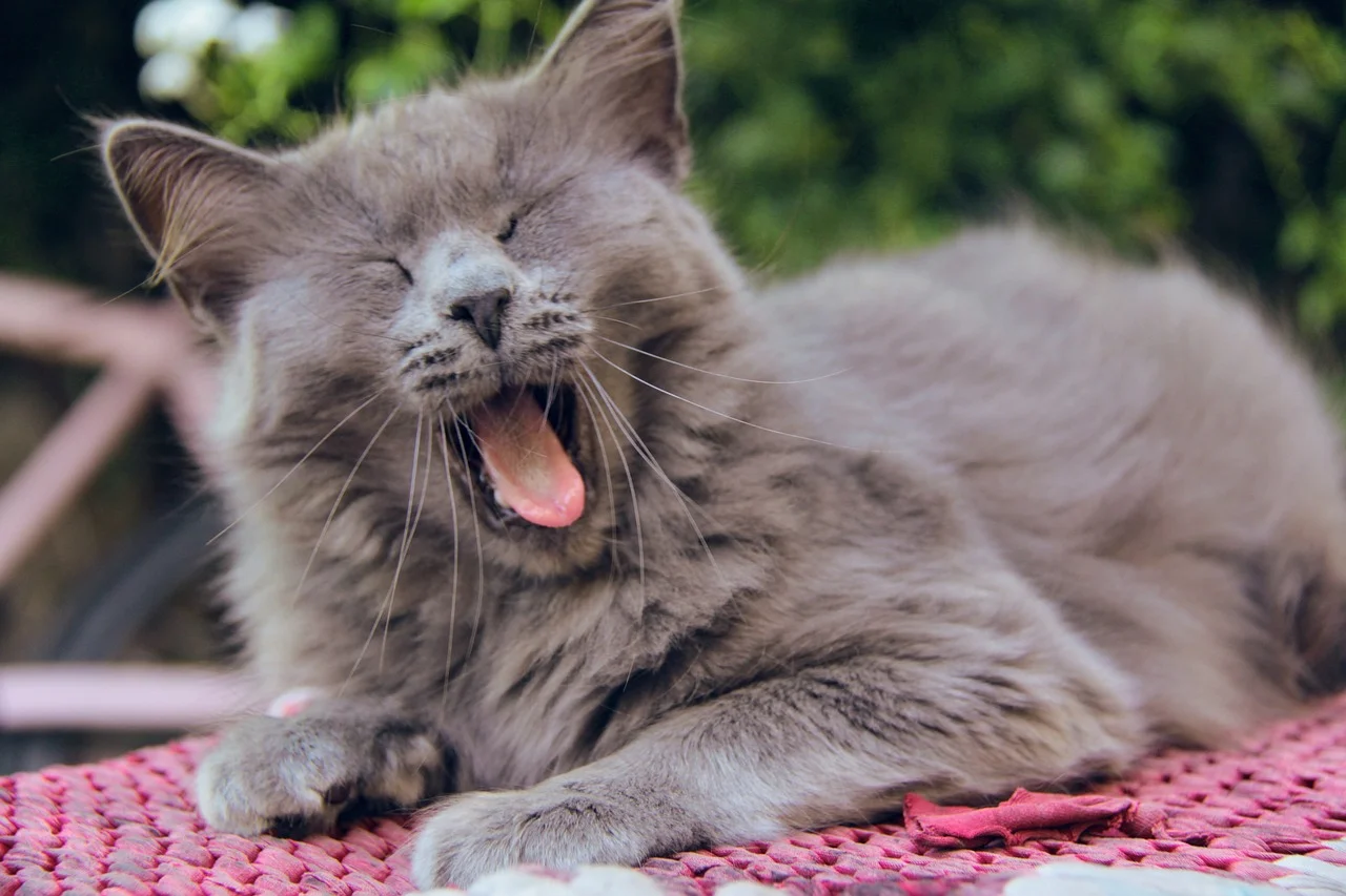 Dental Health For Pets