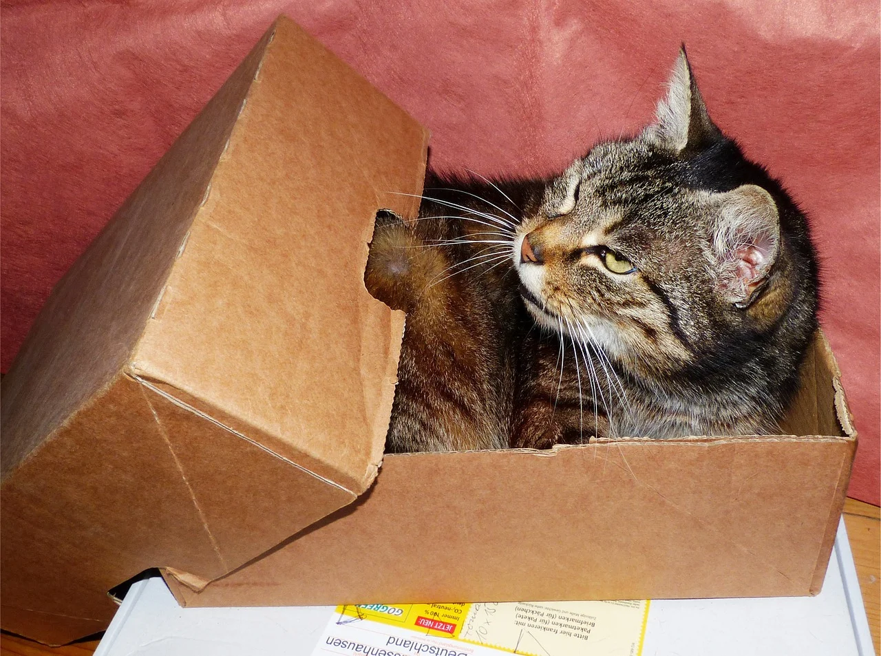 MOVING GUIDE: MOVING WITH PETS