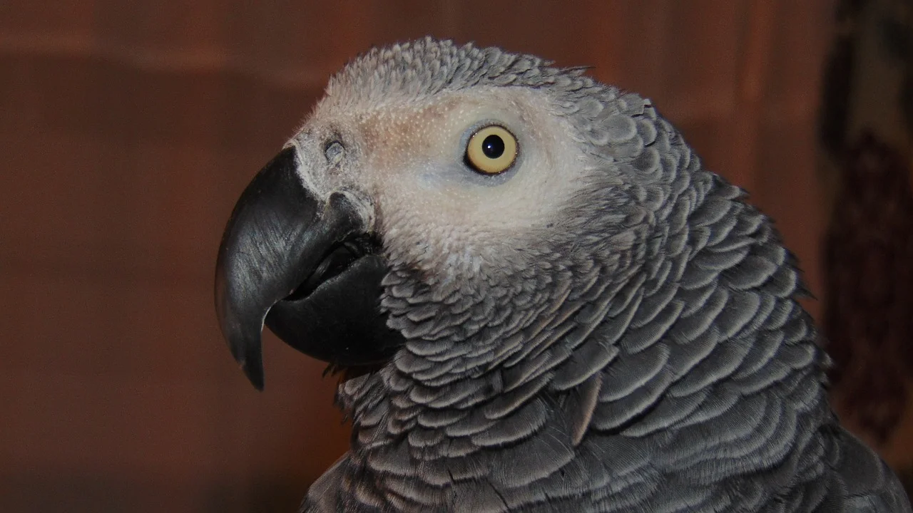 Do You And Your Pet Communicate Well?