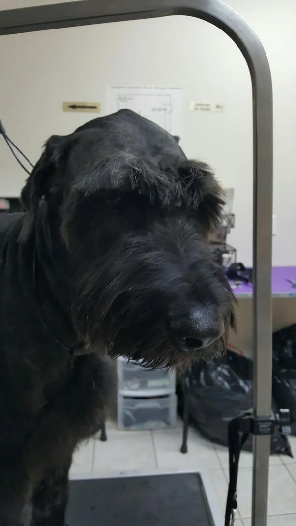 wet nose.jpg