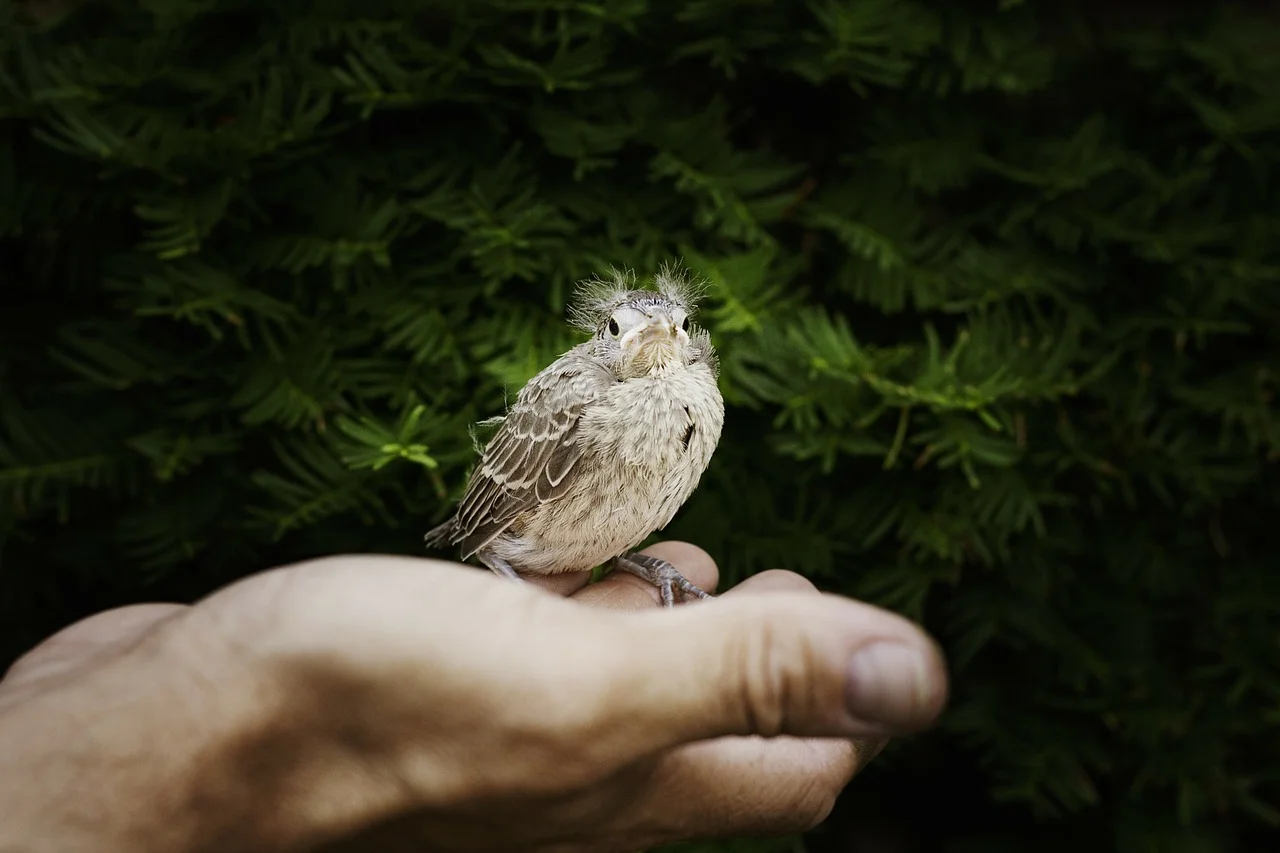Animal Communication Can Help Traumatized Animals