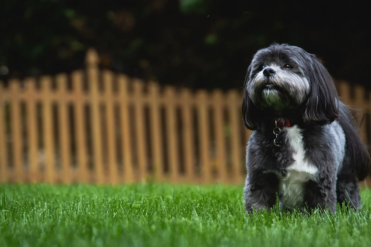 Having A Pet-Friendly Garden