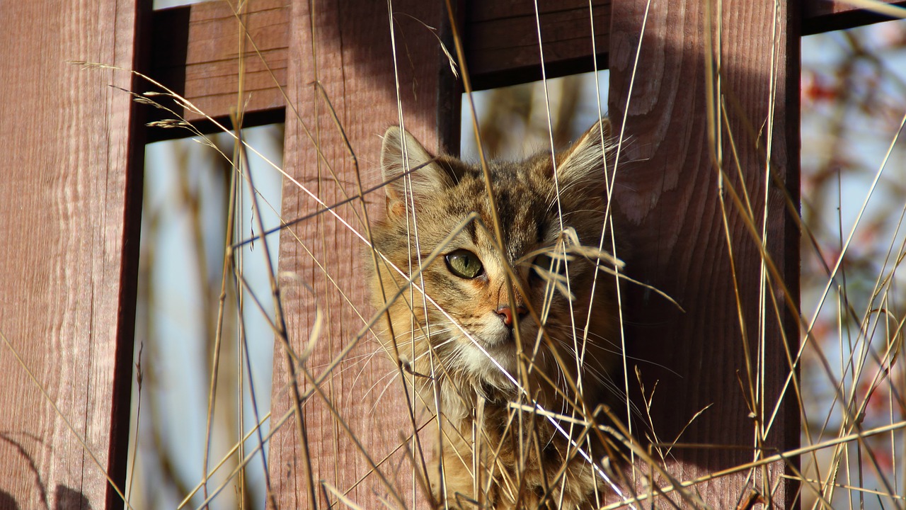 Cat-proof Garden Fence