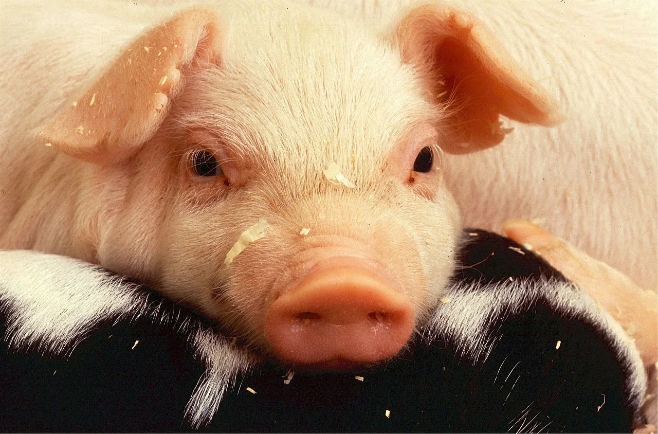 Pets Pigs - What To Know Before Buying One!