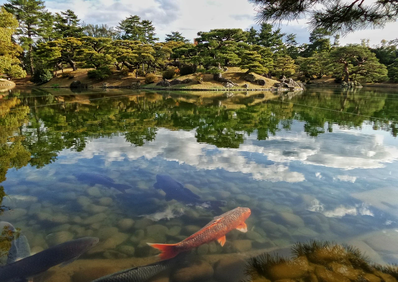 Design and Build Your Koi Garden Pond