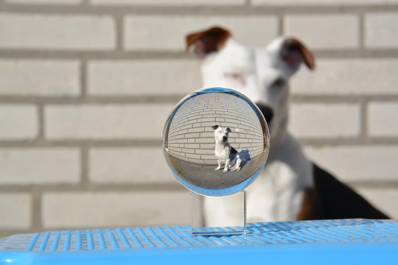 Caring For A Blind Dog by Helping Him Use Their Other Senses