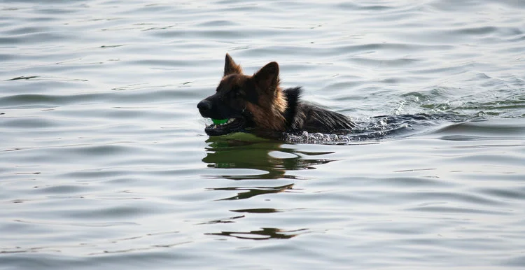 * German Shepard pictured is not featured dog in story...