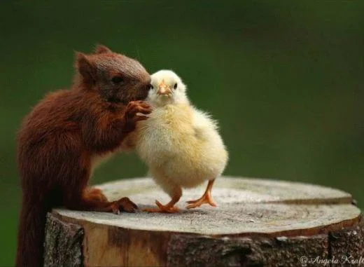 squirell duck.jpg