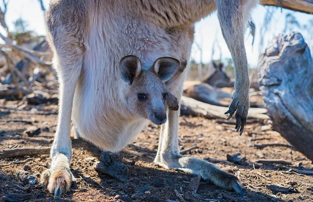 kangaroos.jpg