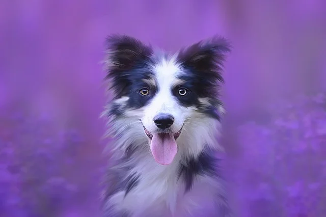 dog-3545002_640.jpg