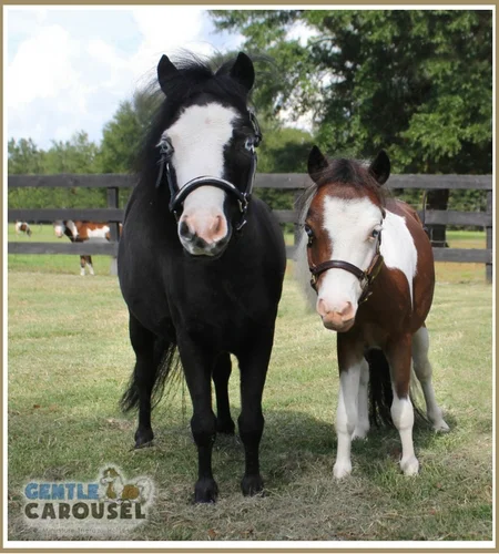 therapy-horse-magic-scout-gentle-carousel-hero-farm-450x500.jpg