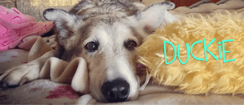 Dog Toy Tail: A girl and her duck ~ By Tracy Ahrens 