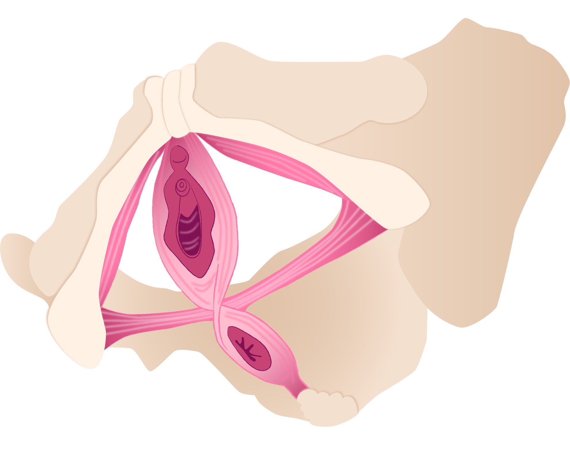 First layer of the pelvic floor muscles