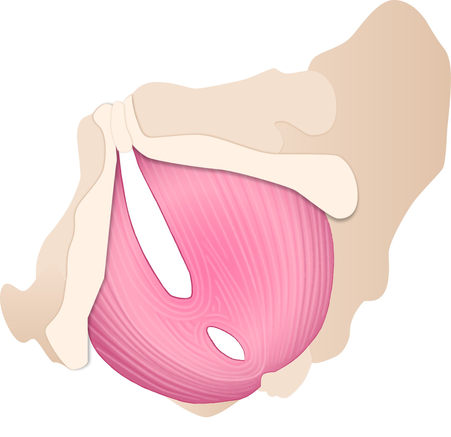 Third layer of the pelvic floor muscles
