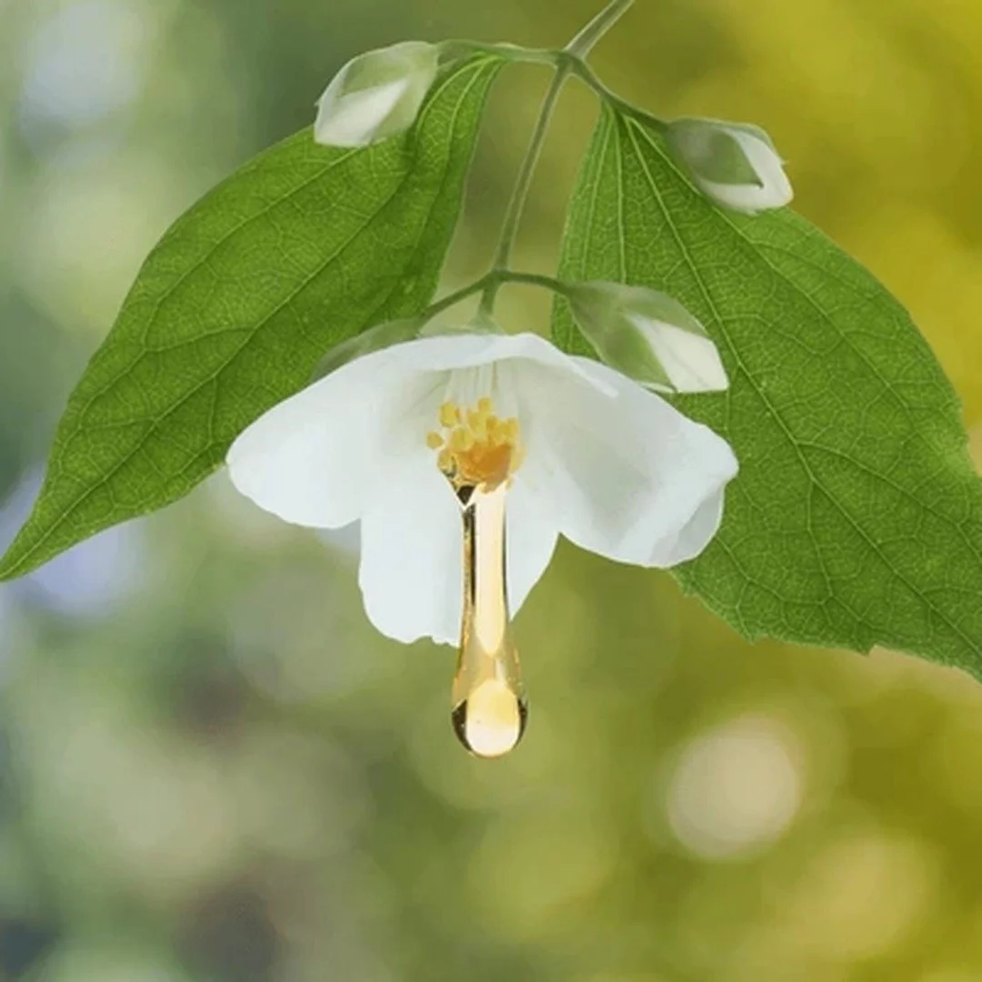 nectar-flower-square.jpg (Copy) (Copy)