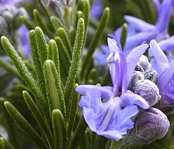 rosofficinaliscloseupofflower.jpg