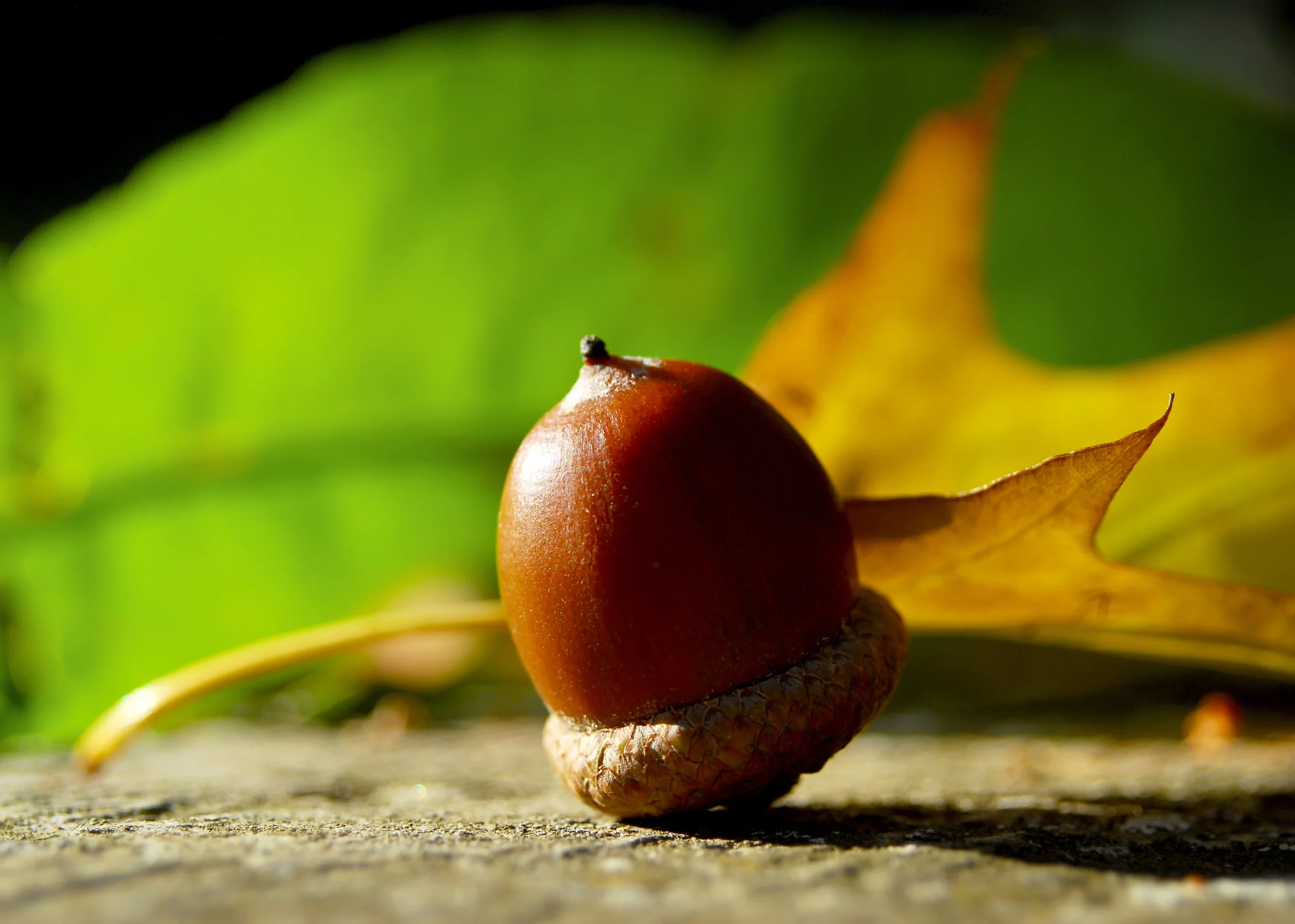 acorn_shutterstock_242060569.jpg
