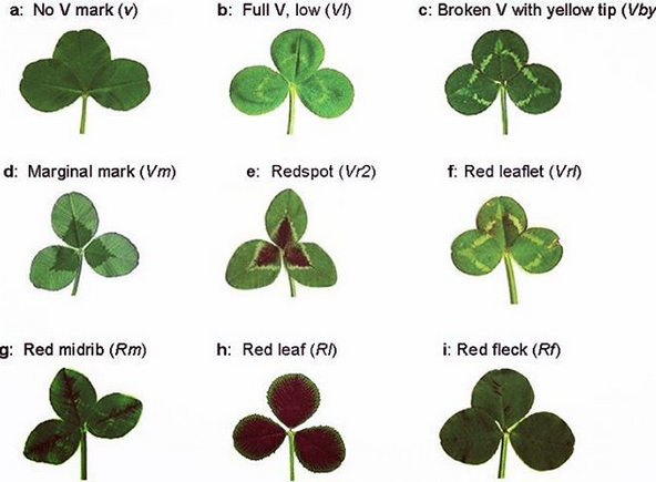 Four-Leaf Clover: The Spiritual Meaning of Finding a Four-Leaf Clover