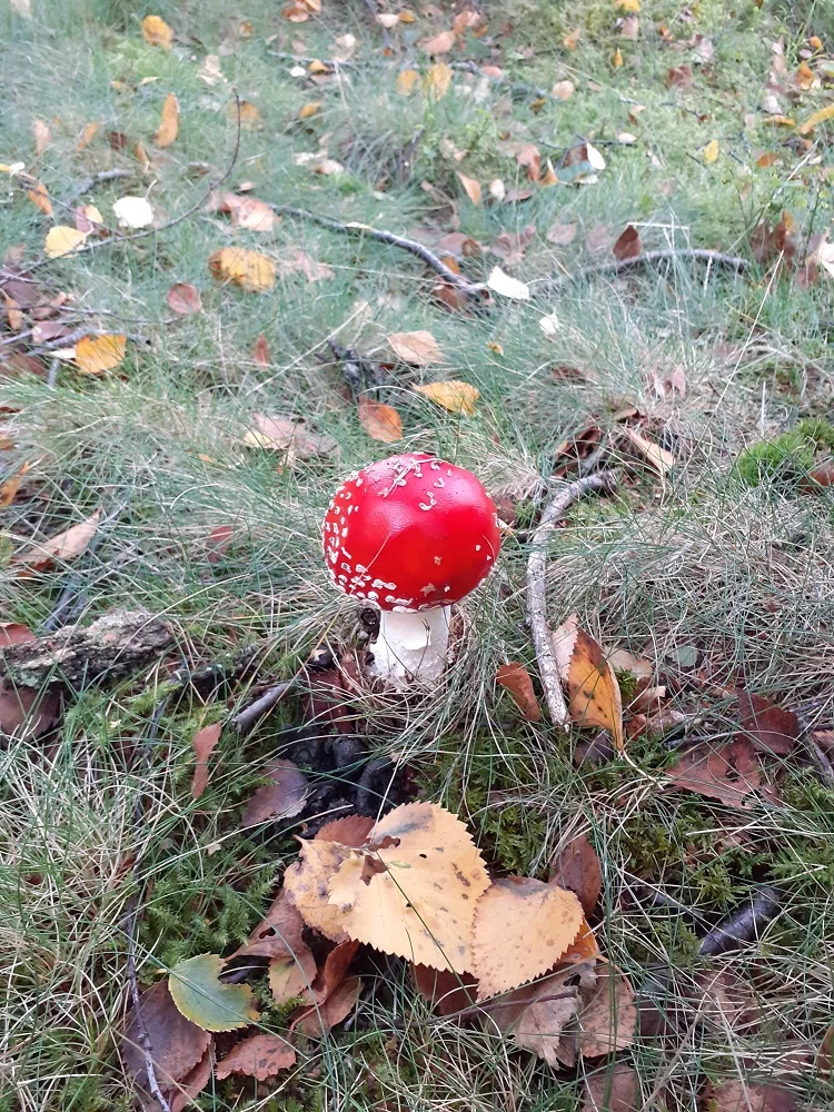 A wonderful year for Fungi.