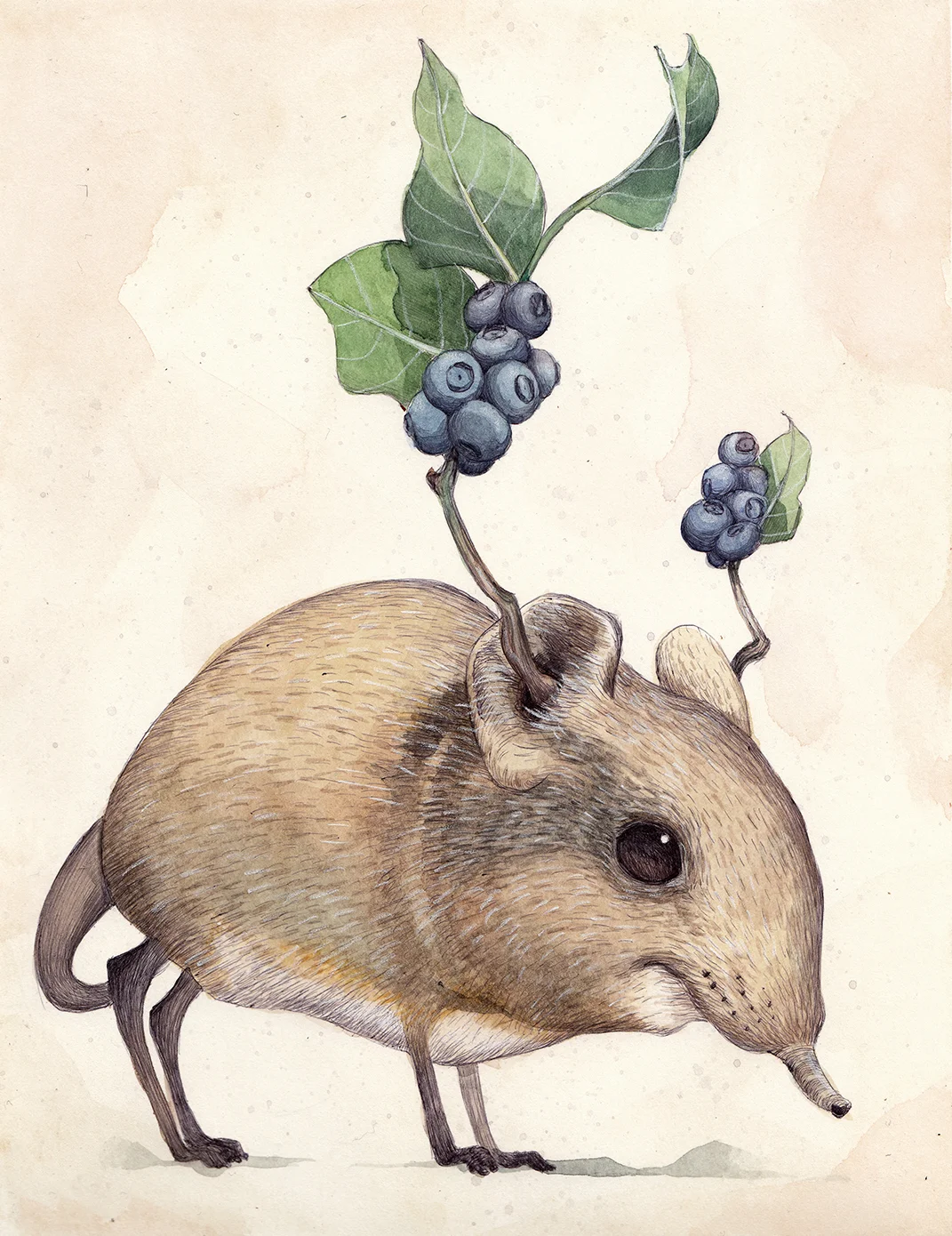 elephant shrew_sm.jpg