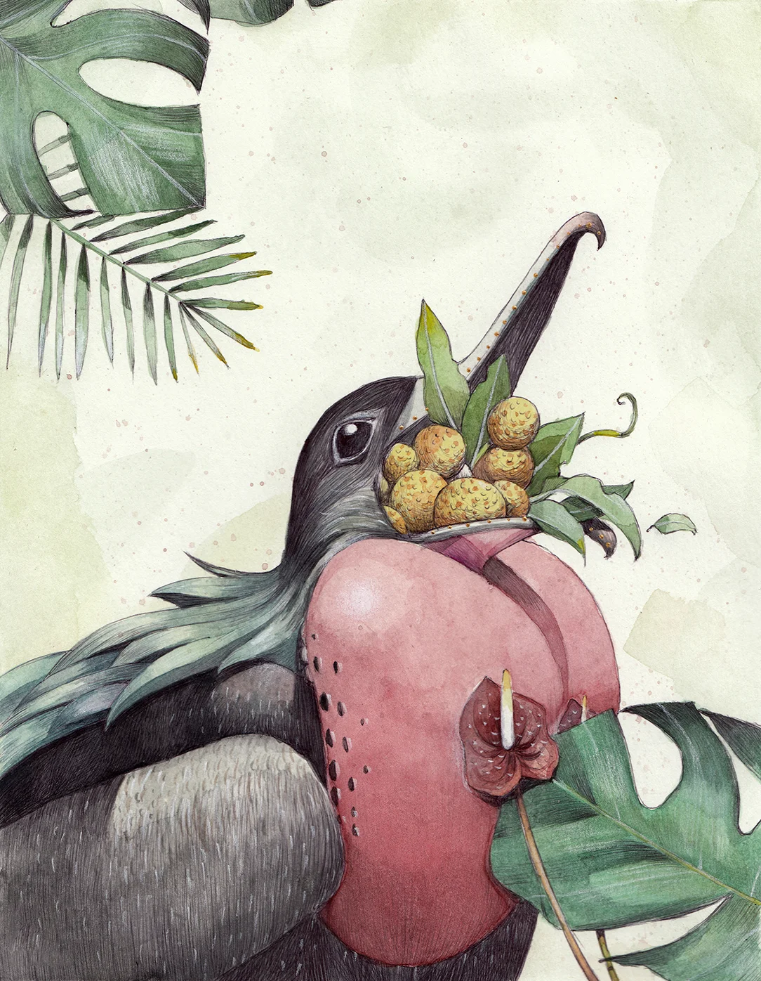 frigateBird_sm.jpg