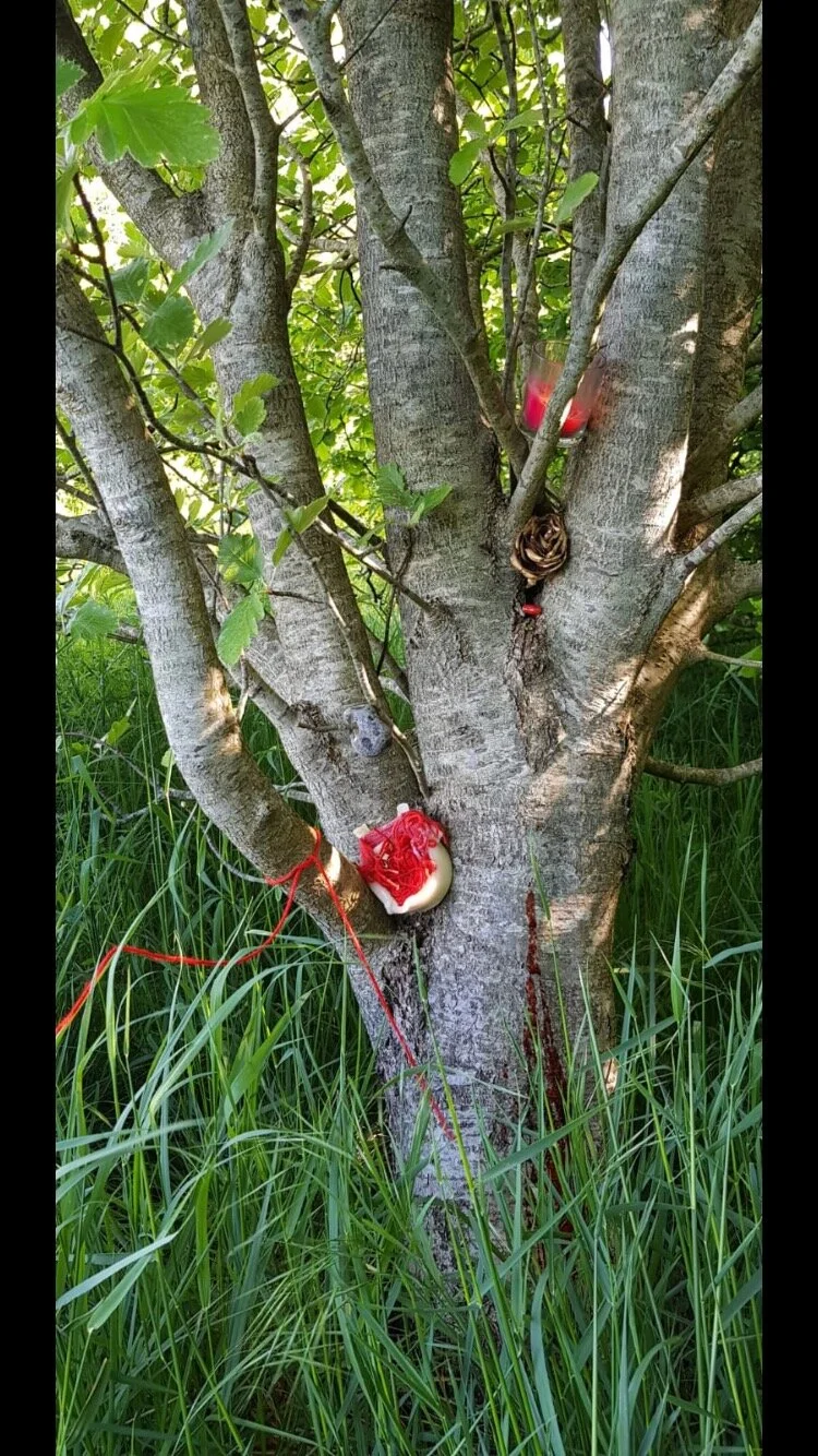 blood ceremony creations