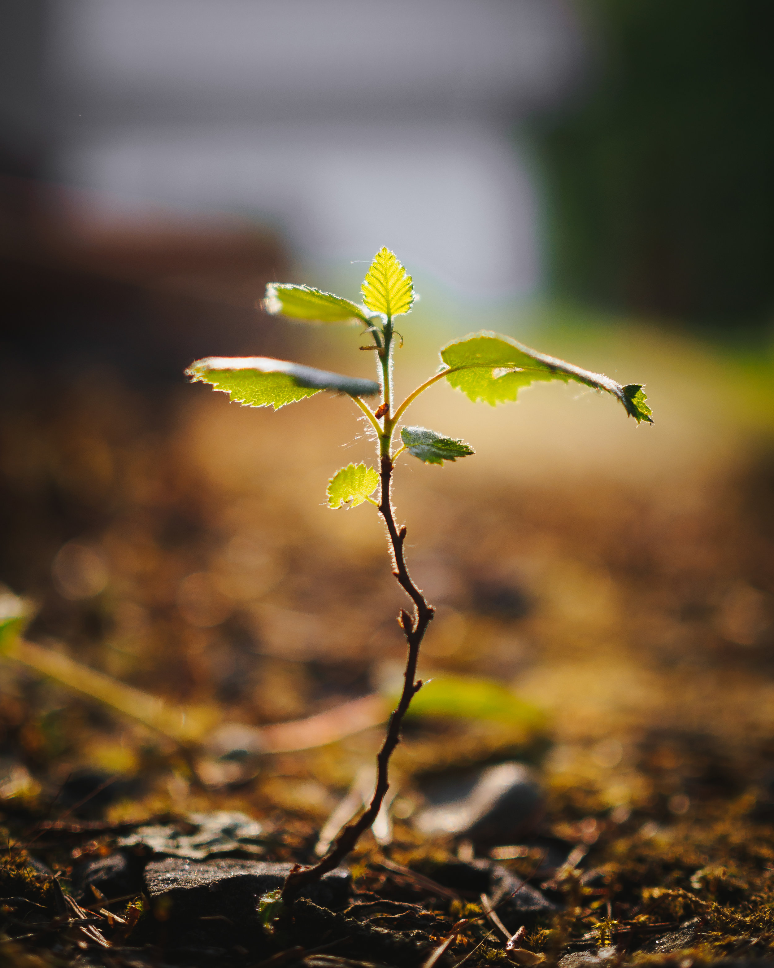 From a simple acorn rises the mighty oak.